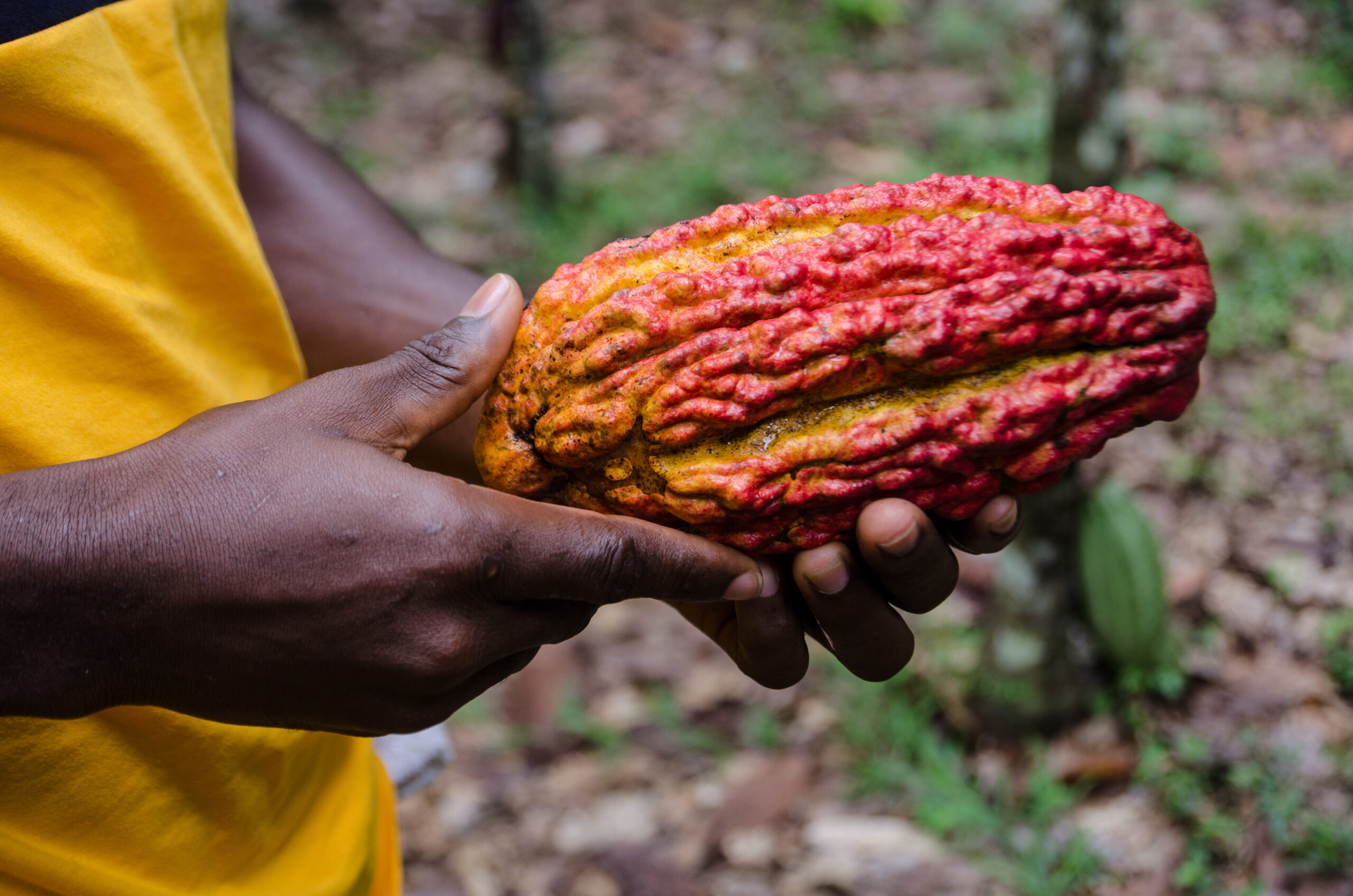 Cocoa Criollo Farm Uganda